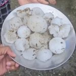 हरिद्वार में भीषण ओलावृष्टि से कारों के शीशे टूटे व सोलर पैनलों को भी हुआ नुकसान